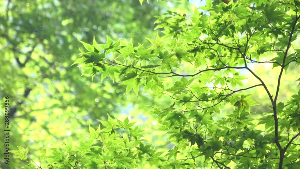 背景素材 楓の新緑 4K. Green Japanese maple leaves waving in wind 背景素材 楓の新緑 4K. Green Japanese maple leaves waving in wind