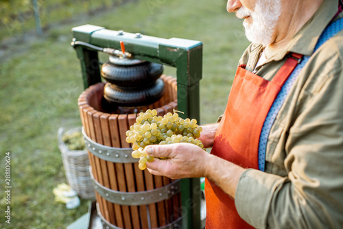 Canvas Print Senior winemaker holding freshly picked up grapes ready to put into the winepres