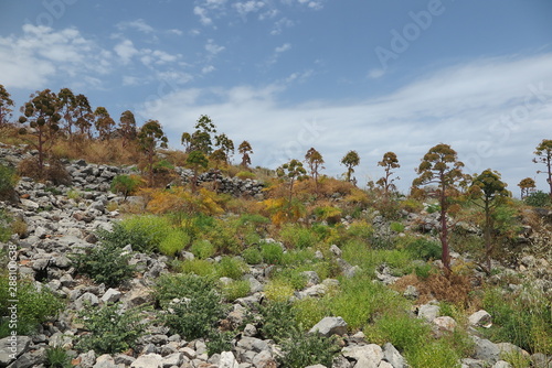 riesenfenchel in monemvassia photo