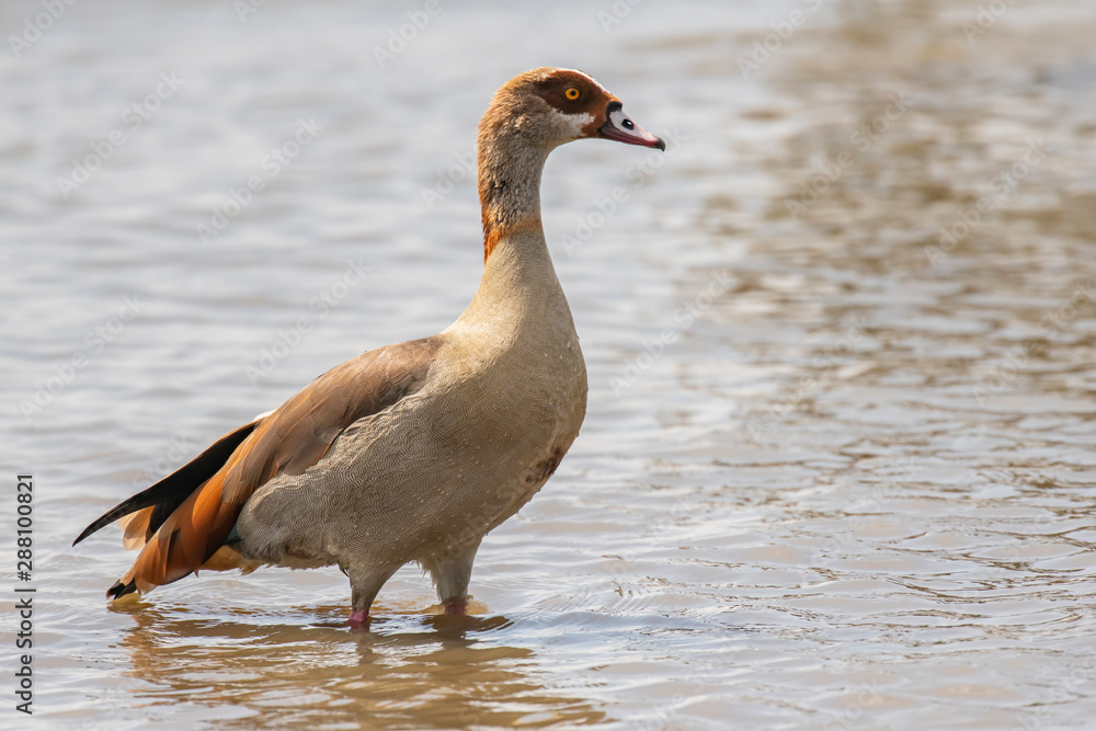 Egyptian Goose in Amboseli National Park ,Kenya. Egyptian Goose in Amboseli National Park ,Kenya.