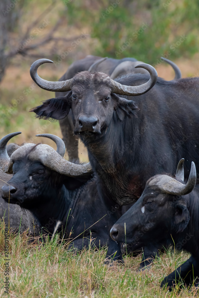 African buffalo in Masai Mara ,Kenya.