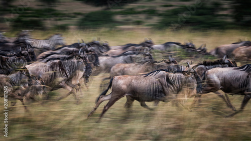 Wildebeests running in grassland Masai Mara National Reserve  Kenya.Blur focus effect.