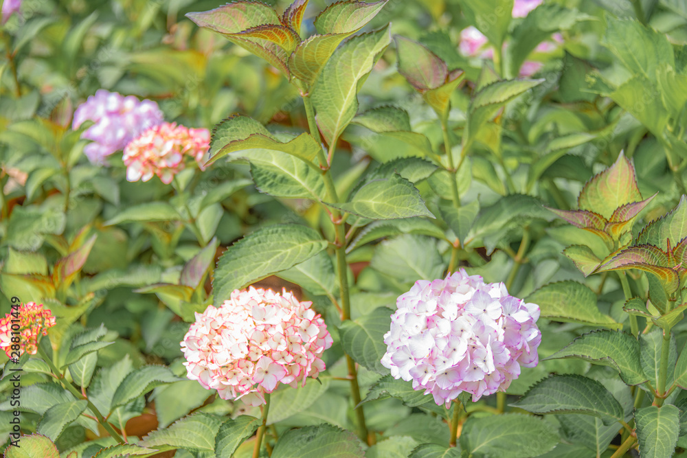Close-up of colorful hydrangeas in the garden Close-up of colorful hydrangeas in the garden