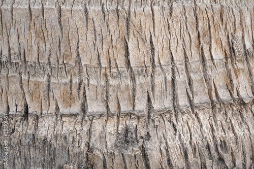 dry coconut bark tree texture