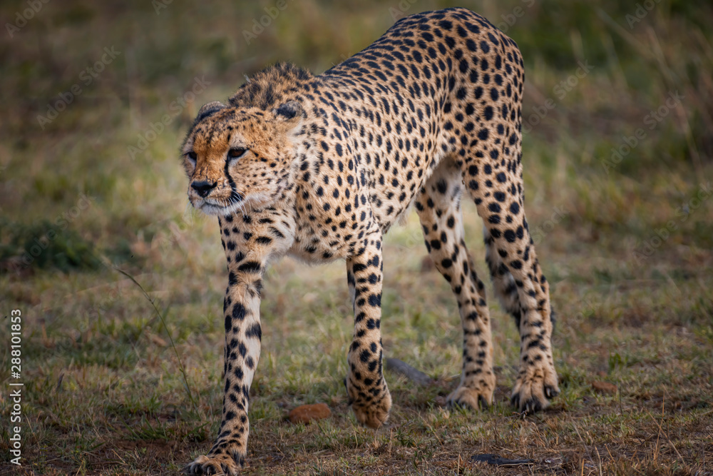 Fototapeta premium Cheetah in Masai Mara ,Kenya.