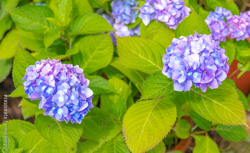 Close-up of colorful hydrangeas in the garden Close-up of colorful hydrangeas in the garden