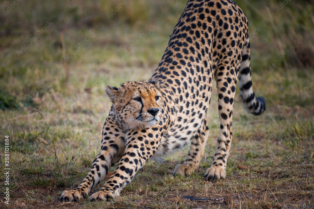 Fototapeta premium Cheetah in Masai Mara ,Kenya.