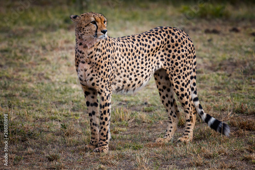 Cheetah in Masai Mara  Kenya.