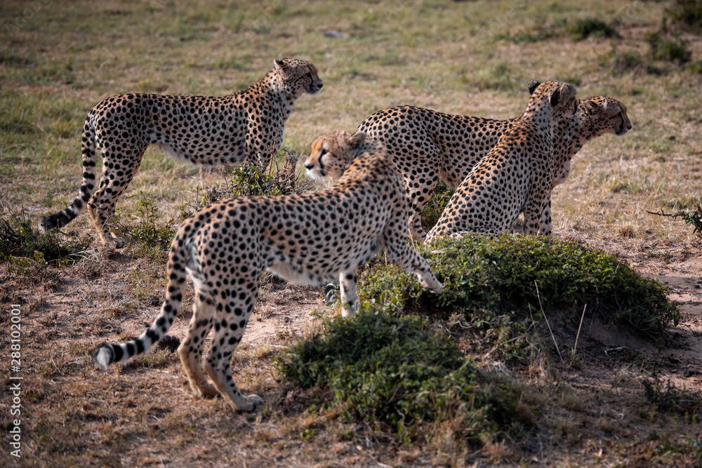 Four Cheetah brothers in Masai Mara ,Kenya. Four Cheetah brothers in Masai Mara ,Kenya.