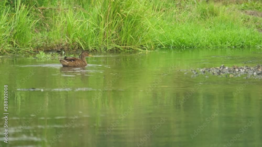 Duck.Ducks swim in the river.Beautiful summer landscape. Duck.Ducks swim in the river.Beautiful summer landscape.