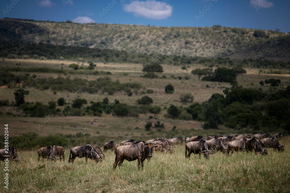 View of Wildebeests in grassland Masai Mara ,Kenya. View of Wildebeests in grassland Masai Mara ,Kenya.