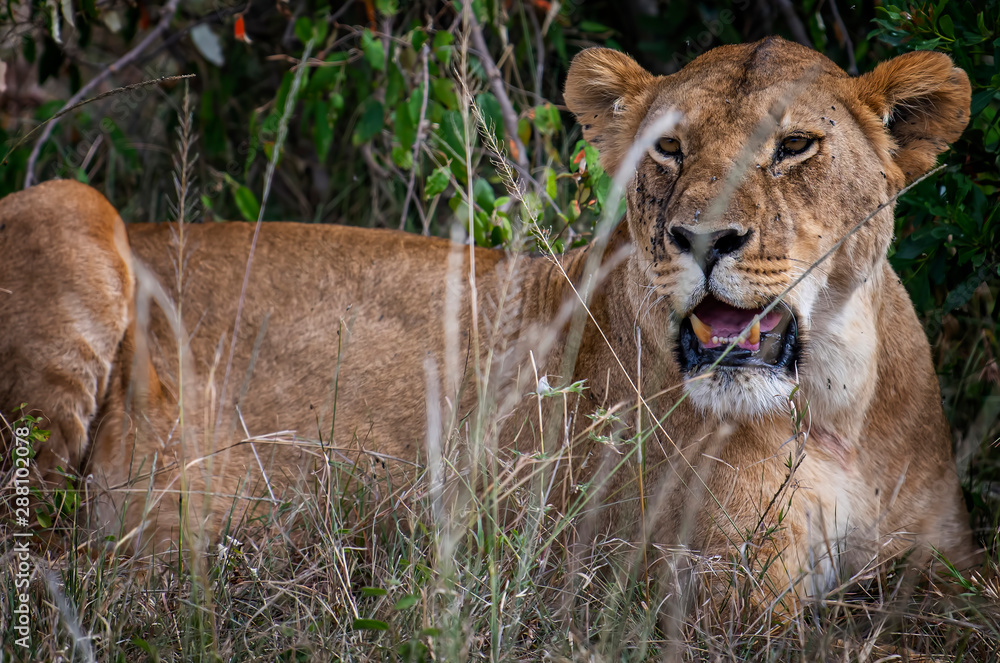 Portrait of Lioness tired after hunting in Masai mara ,Kenya. Portrait of Lioness tired after hunting in Masai mara ,Kenya.