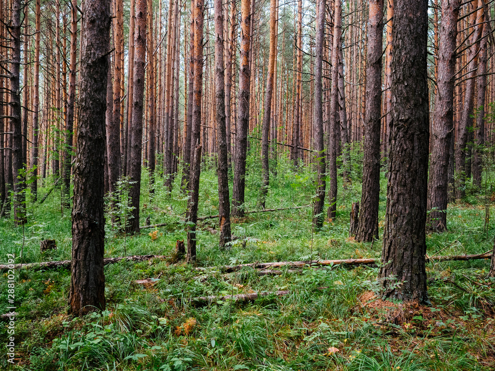 Obraz premium Dark forest with tall pines. Nature Of The Urals