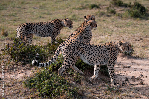 Four Cheetah brothers in Masai Mara ,Kenya. © devilkae