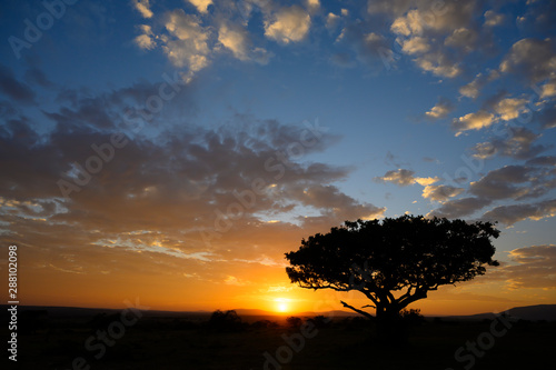 Sunset view in savannah Masai mara ,Kenya.