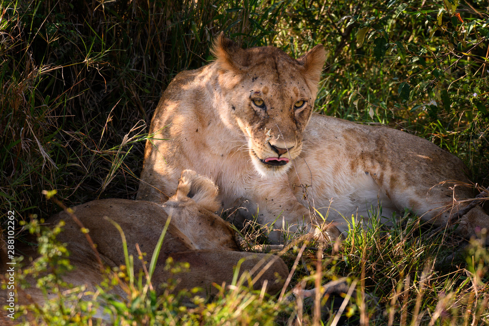 Portrait of Lioness tired after hunting in Masai mara ,Kenya.