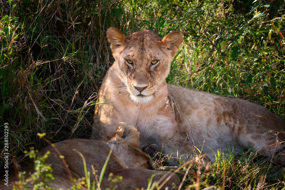 Obraz premium Portrait of Lioness tired after hunting in Masai mara ,Kenya.