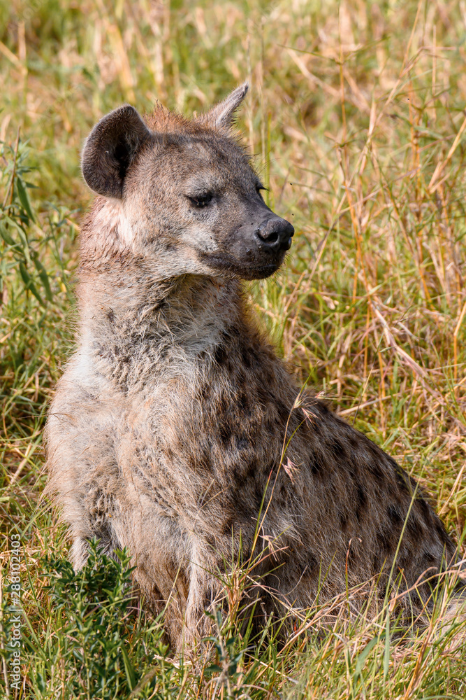 Spotted hyena in Masai Mara ,Kenya. Spotted hyena in Masai Mara ,Kenya.
