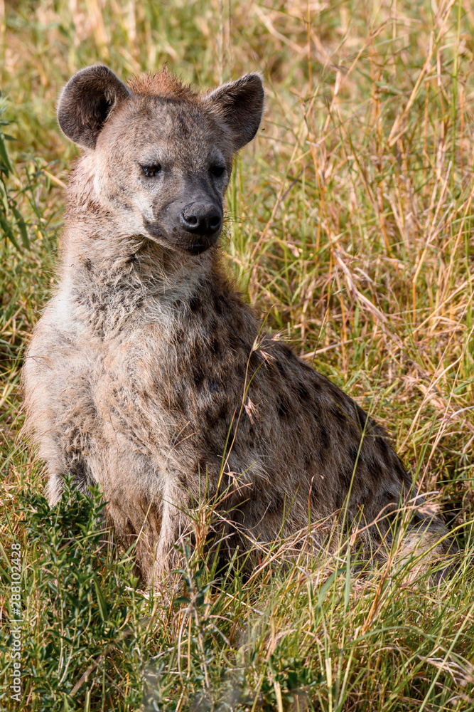 Spotted hyena in Masai Mara ,Kenya. Spotted hyena in Masai Mara ,Kenya.