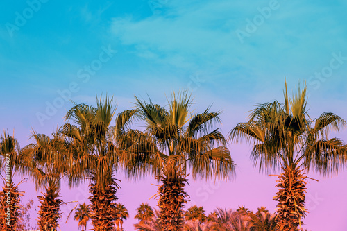 The row of tropic palm trees against the sunset sky. Silhouette of tall palm trees. Tropic evening landscape. Nature landscape