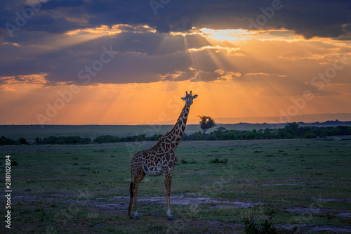 Masai Giraffe walking at sunset in Masai Mara  Kenya.