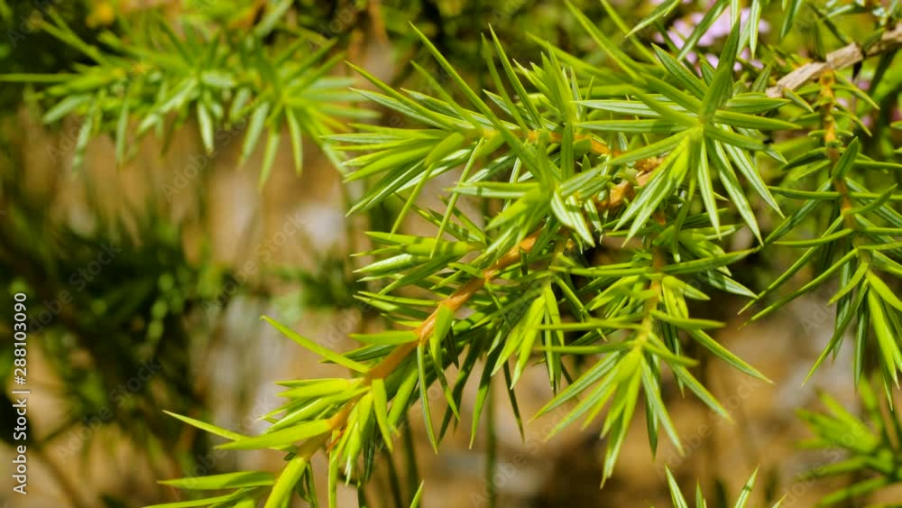 Close-up shot of a branch of a coniferous bush. Greece. 4K Close-up shot of a branch of a coniferous bush. Greece. 4K