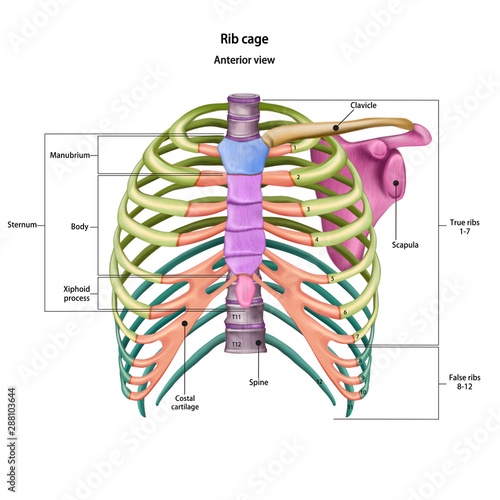 Bones of the human chest. Rib cage bones with the name and description of all sites. Anterior view. Human anatomy. Skeletal system for medical science poster. Vector 3d illustration.