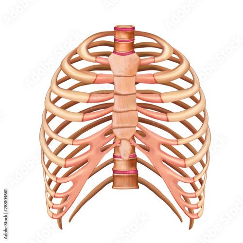 Bones of the human chest. Front view. Human anatomy. Medical science poster. Vector 3d illustration isolated on white background.