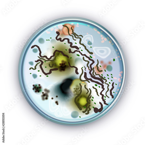 E. coli bacteria in a Petri dish. Vector illustration isolated on white background.