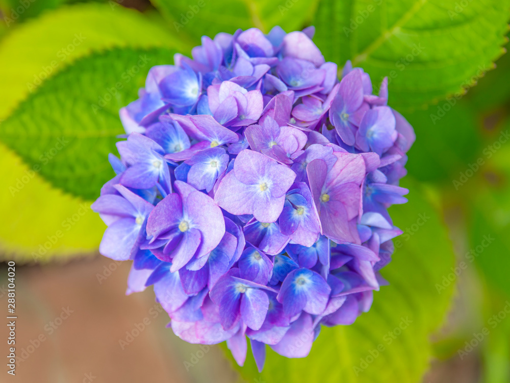 Close-up of colorful hydrangeas in the garden Close-up of colorful hydrangeas in the garden