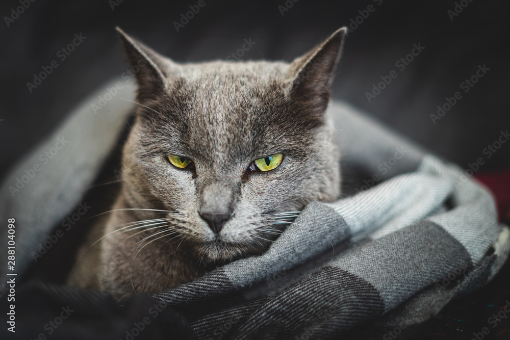 Un Chat Gris Aux Yeux Verts Entoure D Une Echarpe Grise Stock Photo Adobe Stock