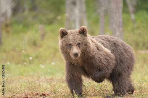Young Brown bear  Ursus arctos  scratching because of an insect bite