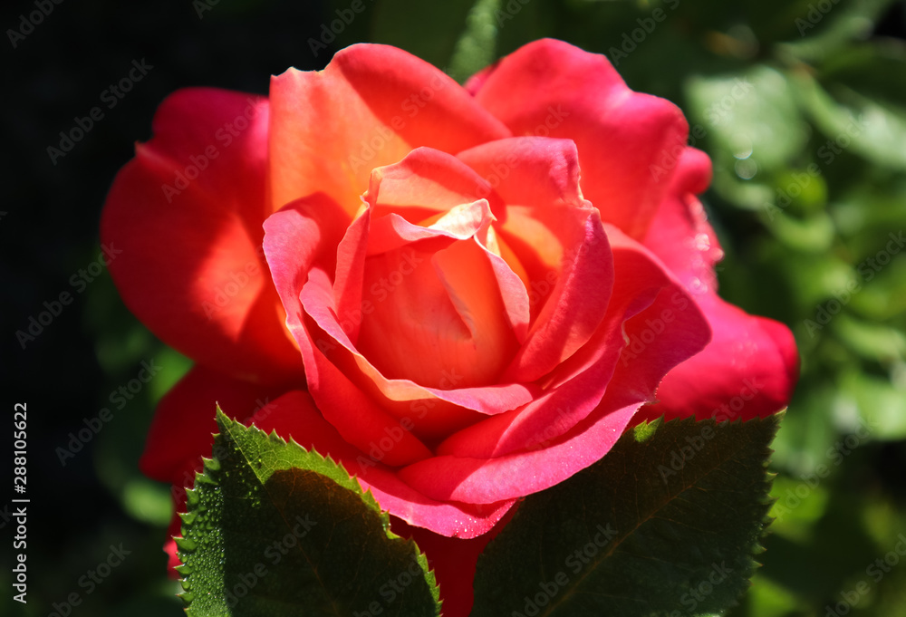 Beautiful red yellow rose in the garden in sunny day. Midsummer Beautiful red yellow rose in the garden in sunny day. Midsummer