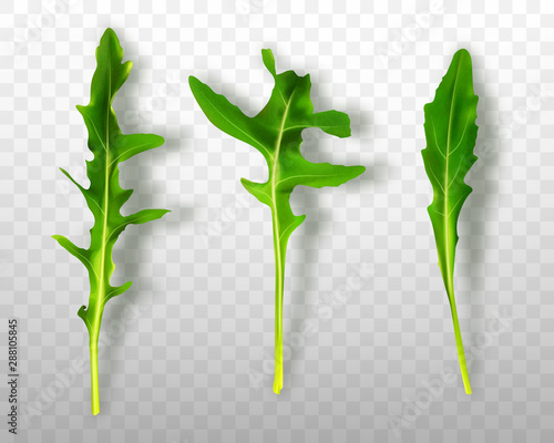 Green fresh rucola or arugula leaves isolated on transparent background