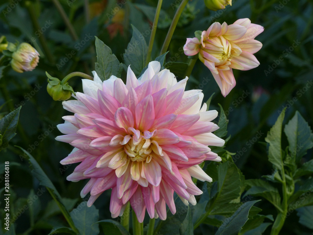 Fototapeta premium pink dahlia flower in the botanical garden