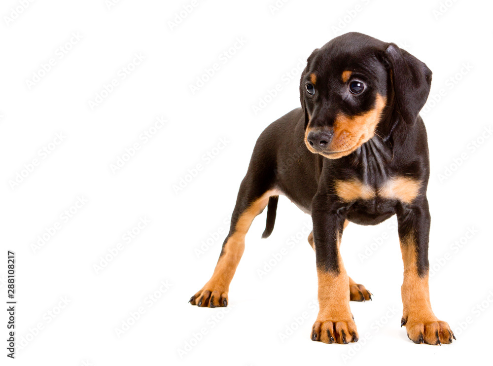 German Pinscher puppy German Pinscher puppy