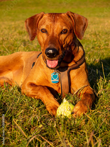 German Pinscher with squeeky ball