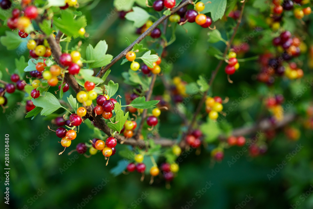 Summer green nature background with berry