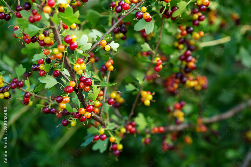 Summer green nature background with ripe berry Summer green nature background with ripe berry