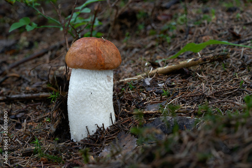 Red and white bolete fungus Leccinum albostipitatum growing in the mixed forest. Edible mushroom, natural condition. photo