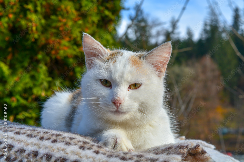 Old white stray cat with orange and yellow deep colored eyes. Dirty animal close-up from the countryside. Sleepy and cranky cat resting the old carpet