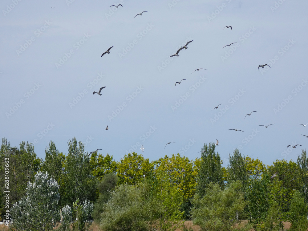 Gaviotas que inician el vuelo desde un lago artificial en el norte de Cataluña, España Gaviotas que inician el vuelo desde un lago artificial en el norte de Cataluña, España