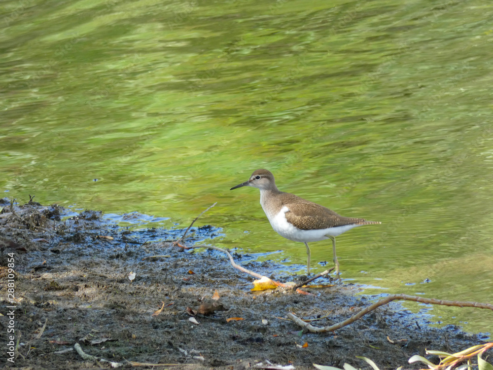 Pájaro sllvestre en un lago artificial en el norte de Cataluña, España Pájaro sllvestre en un lago artificial en el norte de Cataluña, España