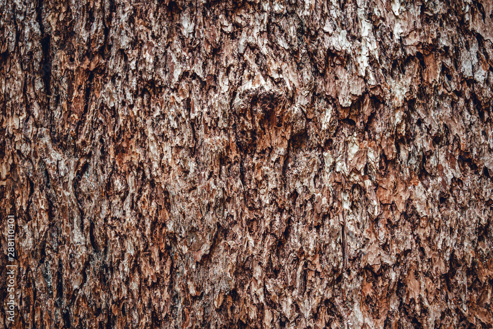 Inside the Rainforest: Hoh and Quinault national forest landscapes: the bark of some of the biggest spruce trees in the world Inside the Rainforest: Hoh and Quinault national forest landscapes: the bark of some of the biggest spruce trees in the world