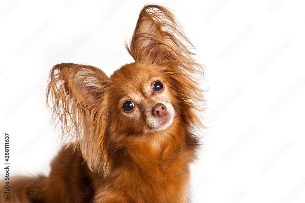 Dog Breed Russian Toy Terrier Longhair