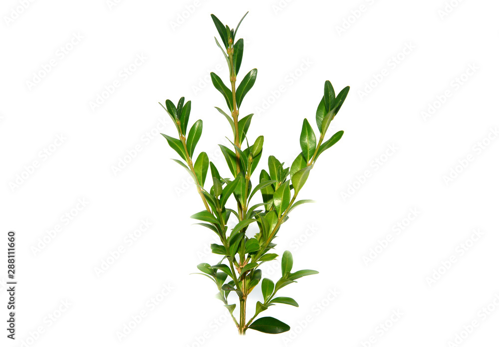 Fototapeta premium Boxwood branch isolated on white background