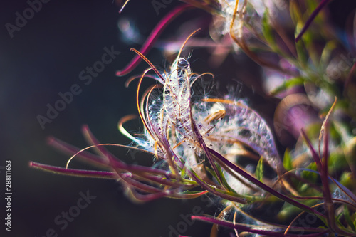 Epilobium parviflorum ( hoary willowherb, smallflower hairy willowherb ) - Close-up view of seeds and fluff photo