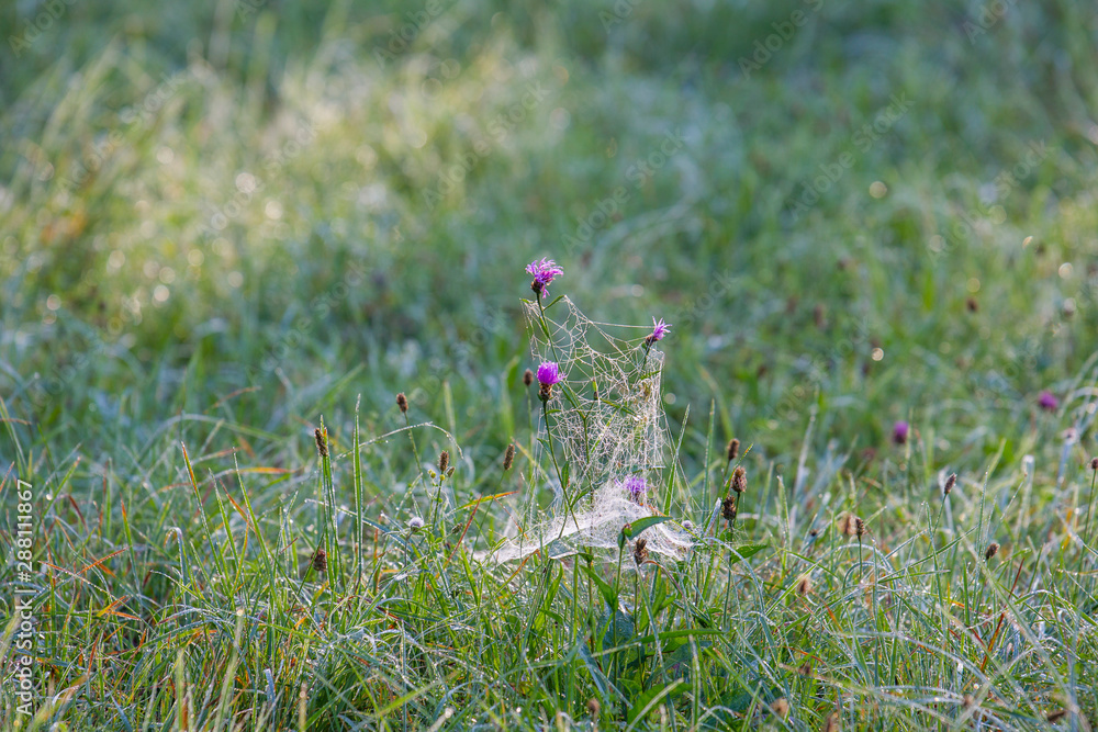 Cobwebs in morning dew on a meadow Cobwebs in morning dew on a meadow