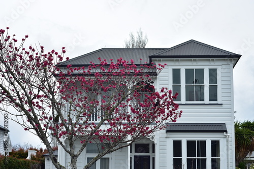 Photography Classic white two-story wooden house with tree with saturated pink flowers in front of it