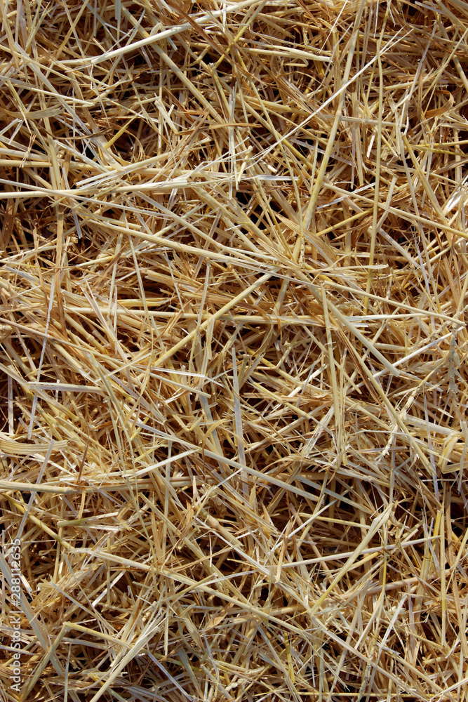 Blurred image of mowed wheat on the field.Harvesting concept. Abstract nature texture background. Blurred image of mowed wheat on the field.Harvesting concept. Abstract nature texture background.